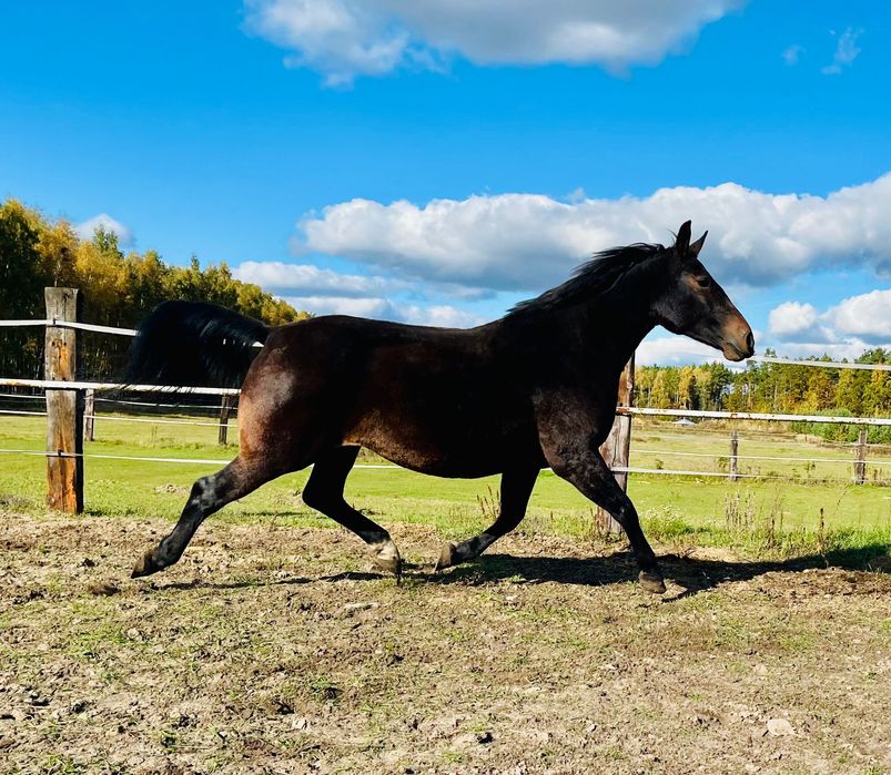 Klacz Śląska źrebna