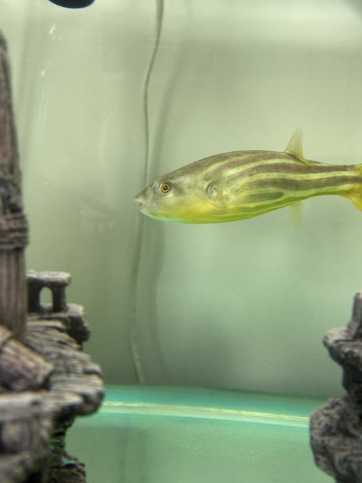 Продам тетрадона Фахака (Tetraodon fahaka), 20 см