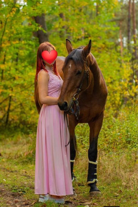 Wałach małopolski na sprzedaż