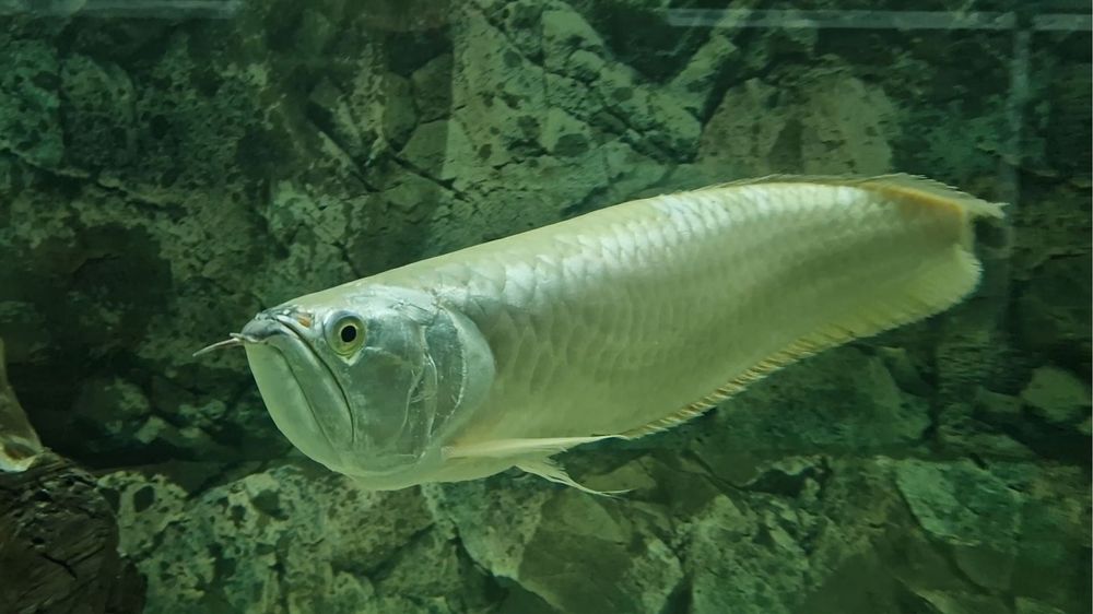 Arowana Silver podrostki