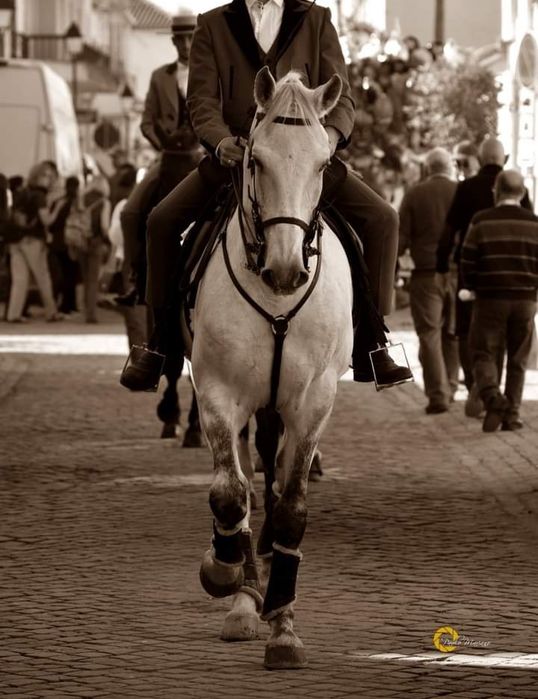 Vendo cavalo Puro sangue lusitano