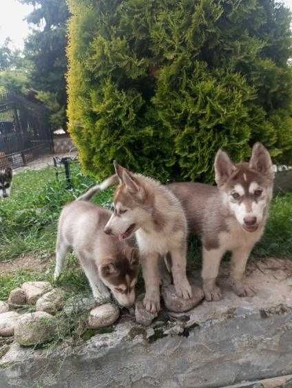 Szczeniaki syberian husky z Rodowodem