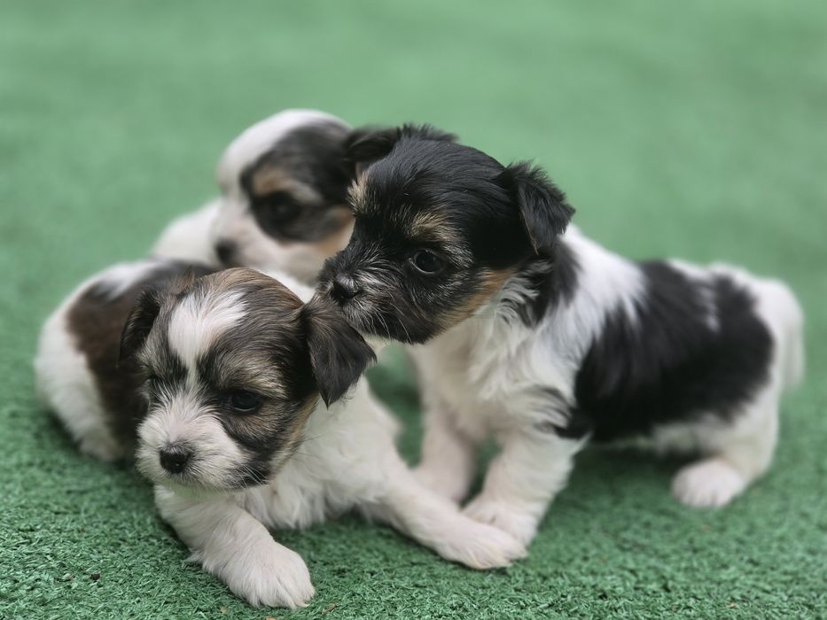 Yorkshire terrier biewer   z metrykę