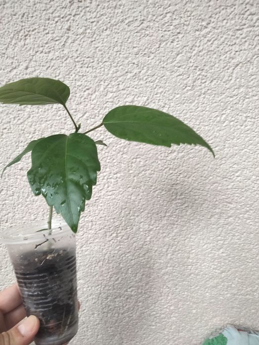 Китайська роза -гібіскус