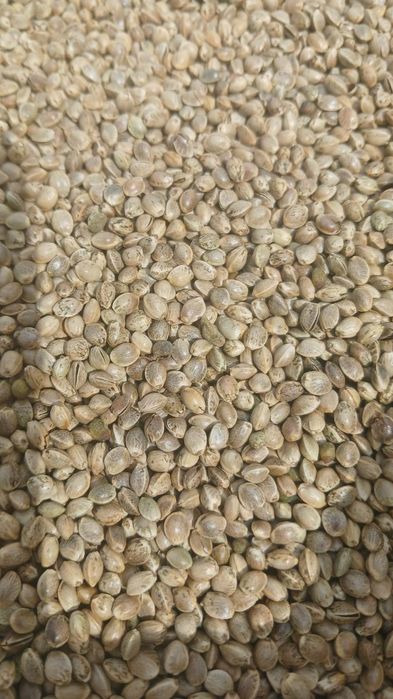 Продаємо зерно не наркотична конопля.