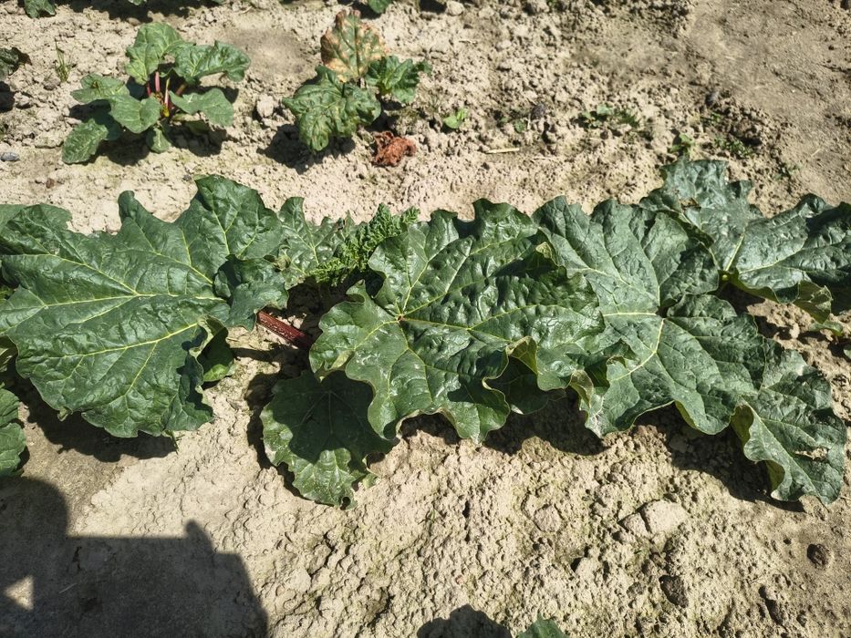 Sadzonki rabarbaru goliath