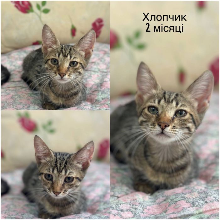 Большой выбор тигровых котят