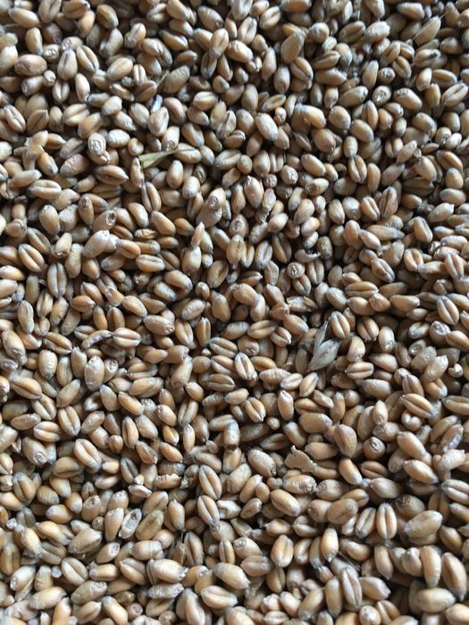 Pszenica ozima 2025 ,,Gentleman''