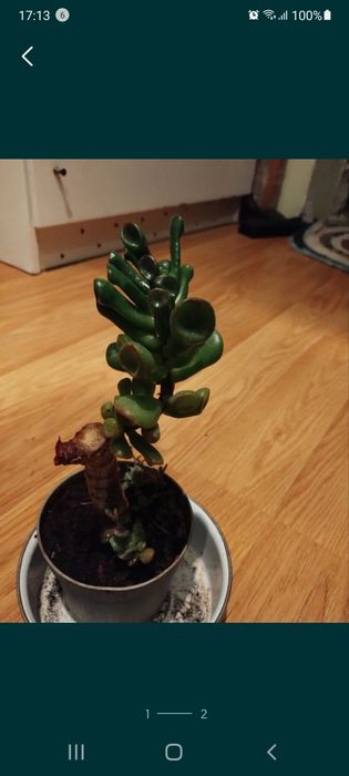 Продам традесканцию Зебрина и  Крассула Хобби