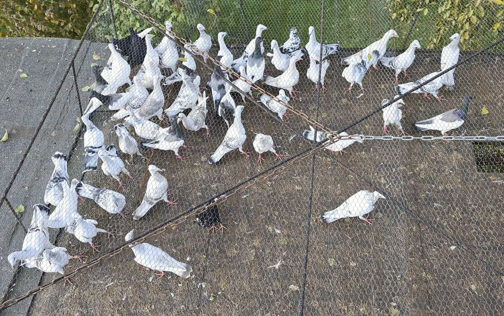 Gołębie białe srebrniaki pasiate gładkie perłowe karpiate