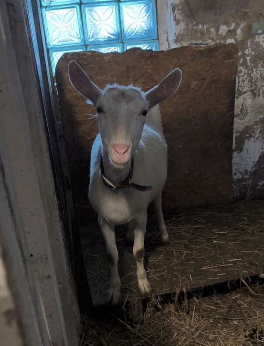 Срочно продам зааненских коз