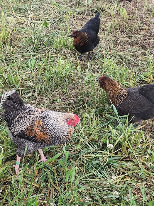 Galos Olive Egger jovens