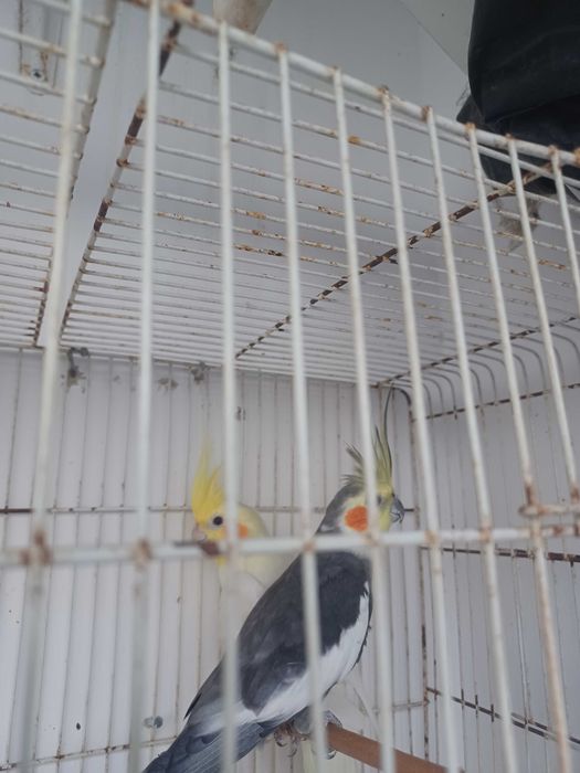 Aves varias casais