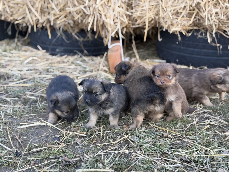 Oddam sliczne pieski