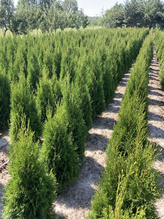 Туя Смарагд від 100 до 170 см. з комом у мішковині або у контейнері