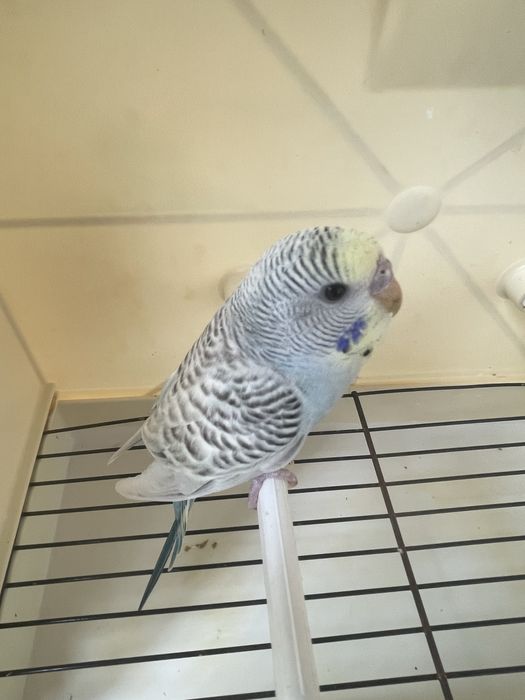 Piriquito australiano