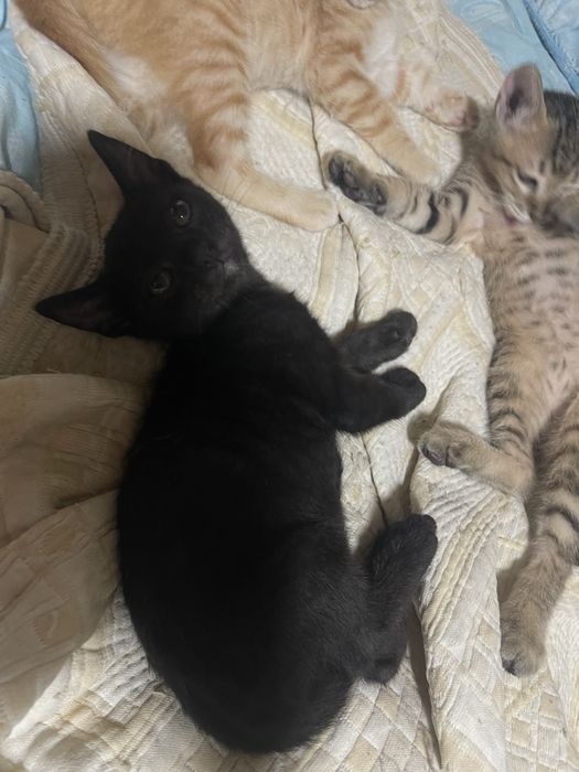 Gatinhos preto macho para adoção