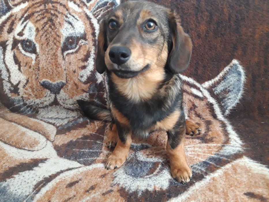 Oddam pieski w dobre ręce