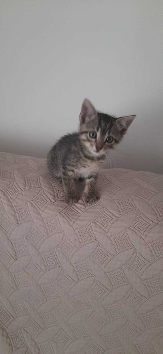 gatinho meigo em adoçao responsável