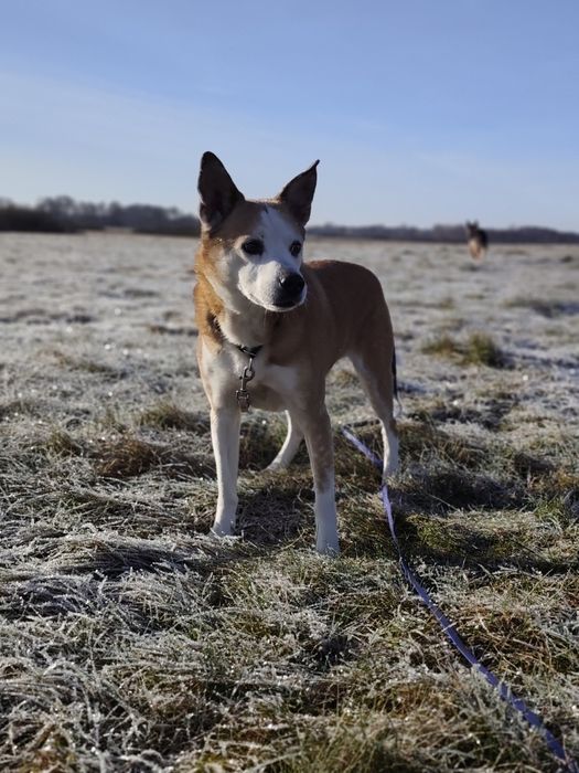 Przepiękny wrażliwy pies do adopcji