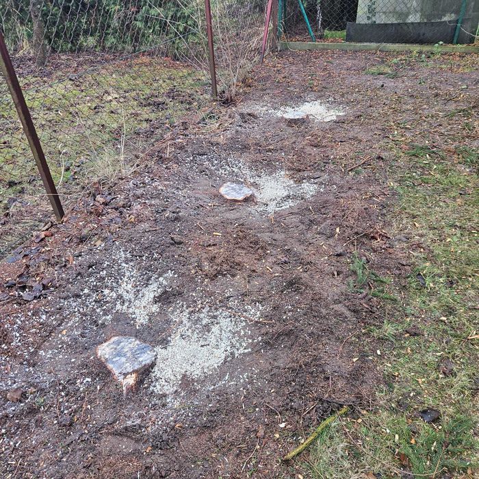 Usuwanie frezowanie pni