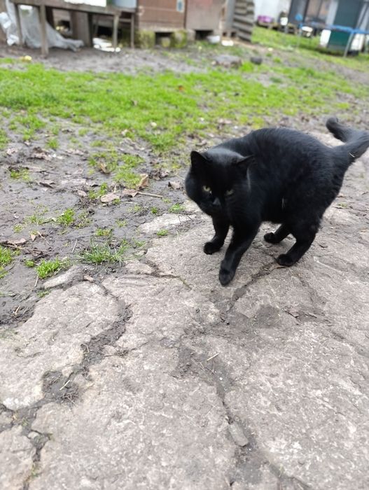 Котик шукає дім, кіт у добрі руки