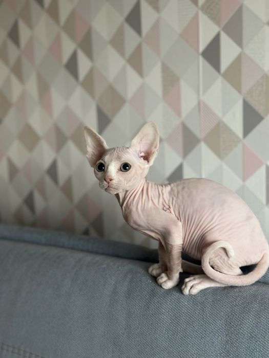 Девочка Сфинкс Очень ласковая