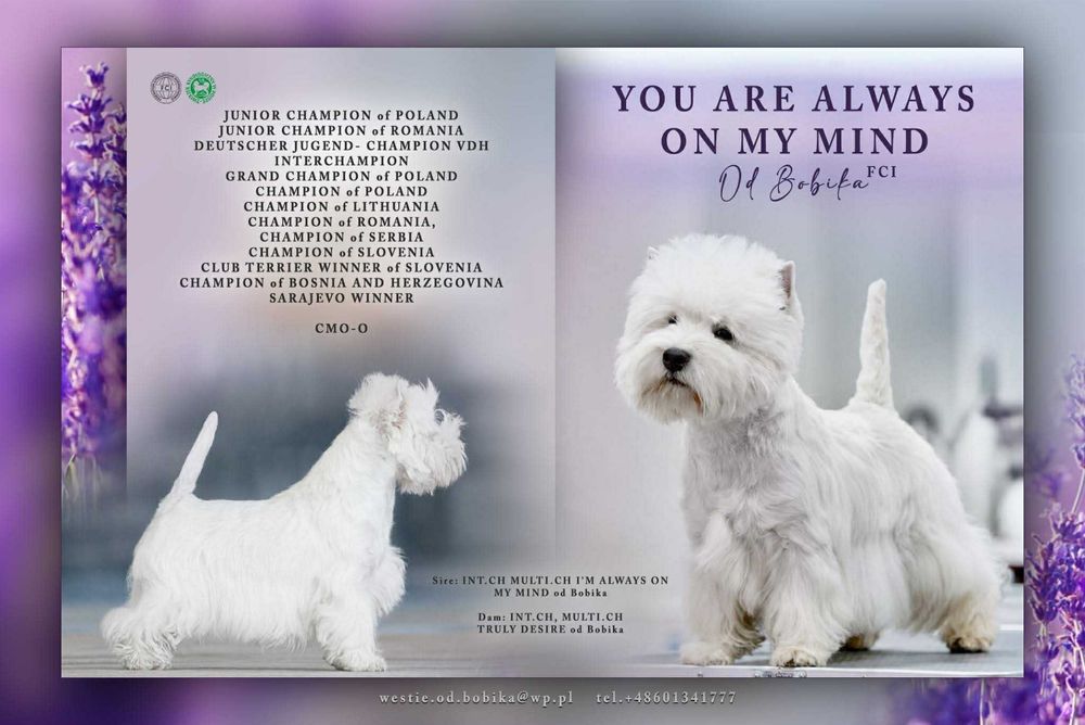 piesek West Highland White Terrier FCI z metryką ZKwP -po MultiChampionie