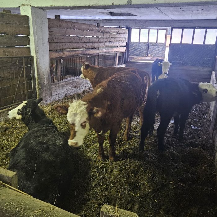 Sprzedam jalowki miesne