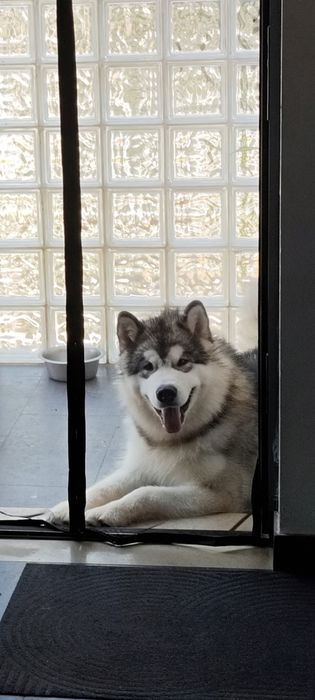 Cachorro Alaskan Malamute 10m