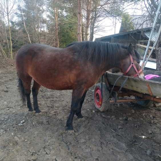 Klacz huculska zajeżdżona