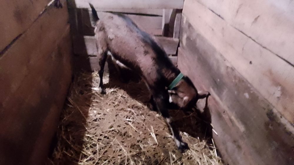 Продам кітну козу