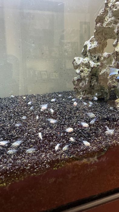 Peixes Papagaio Blue Saphire
