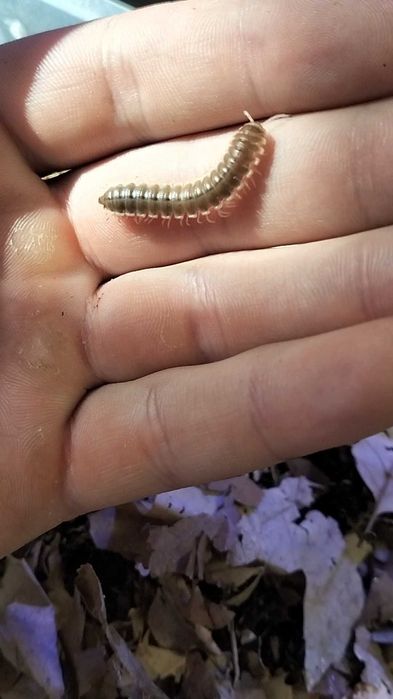 Coromus vittatus багатовьязи багатоніжка