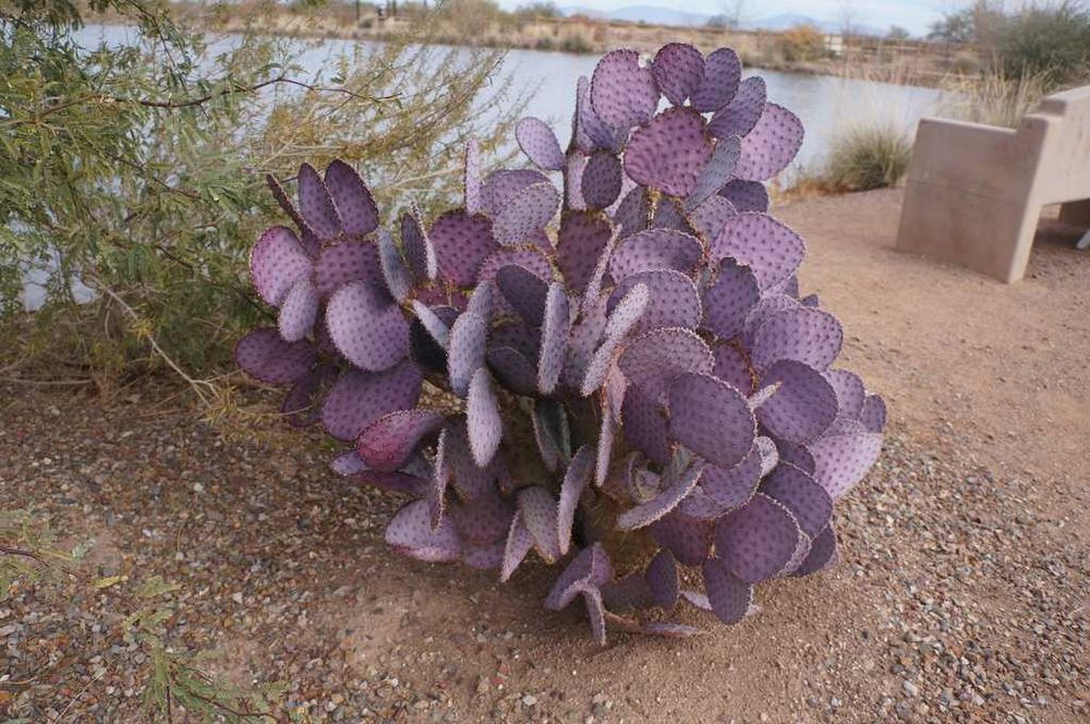Opuntia santarita – opuncja fioletowa – 5 nasion