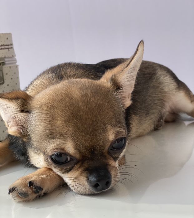 Чіхуа хлопчик гарнесенький.