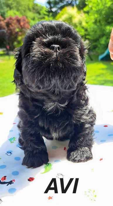 Shih-tzu piesek ZKwP FCI