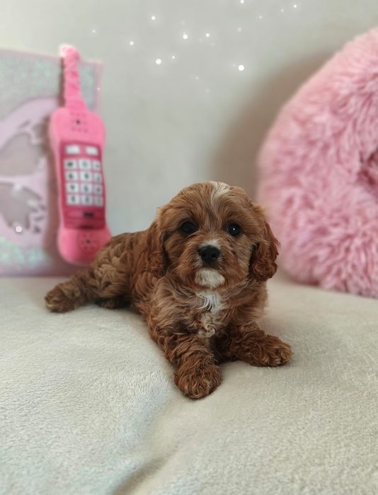 Piękna sukczka cavapoo