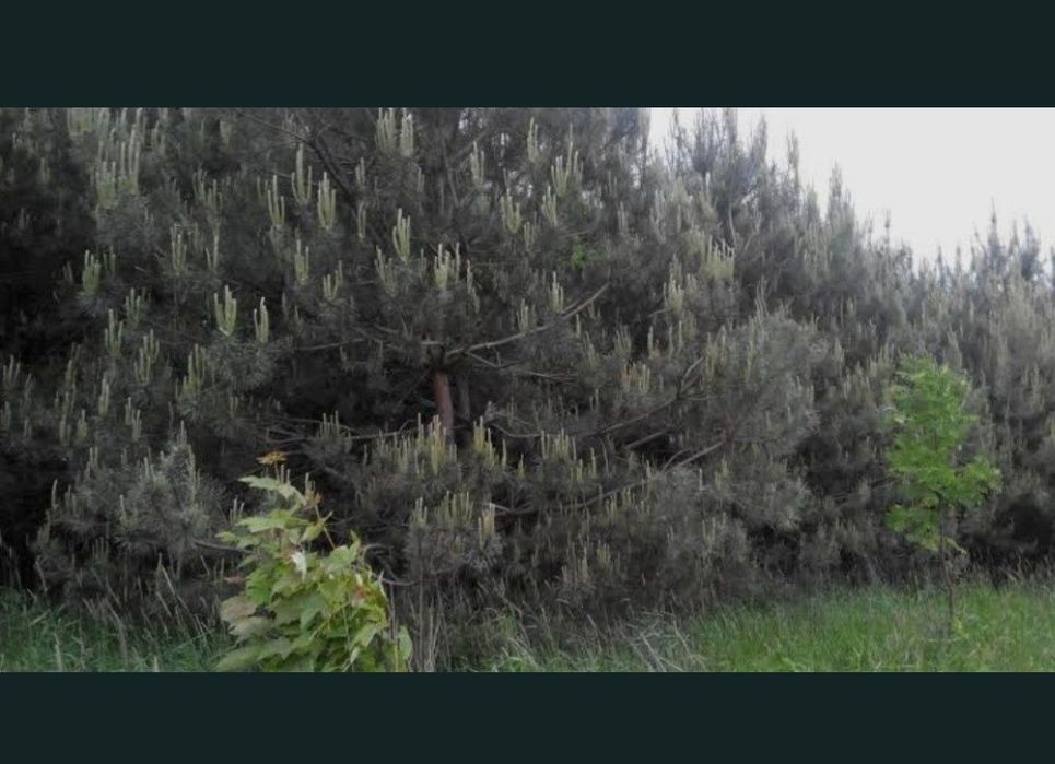 Działka budowlana Osowiec