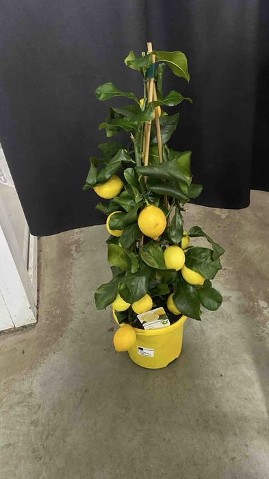 Лимон 21 горщик Висота-70 см 3000грн