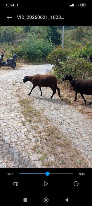 Vando borrego novo