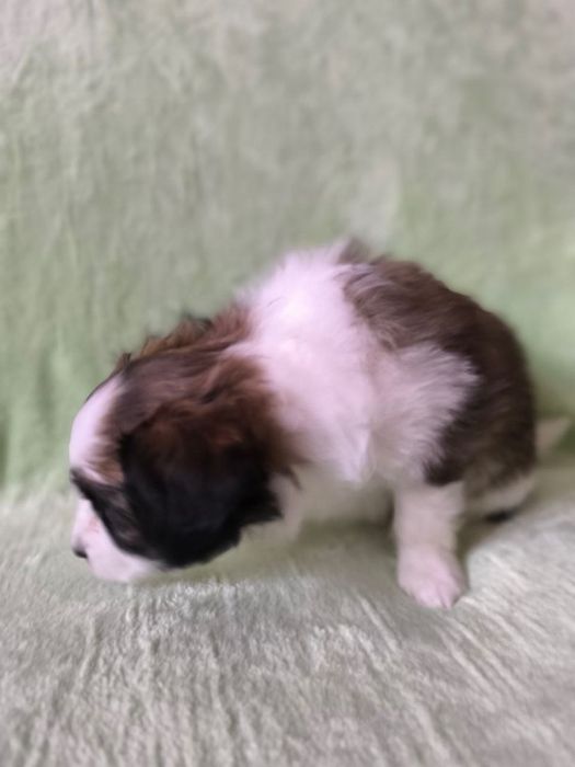 Цуценя хлопчик РАФАЕЛЛО континентальний той спаніель фален