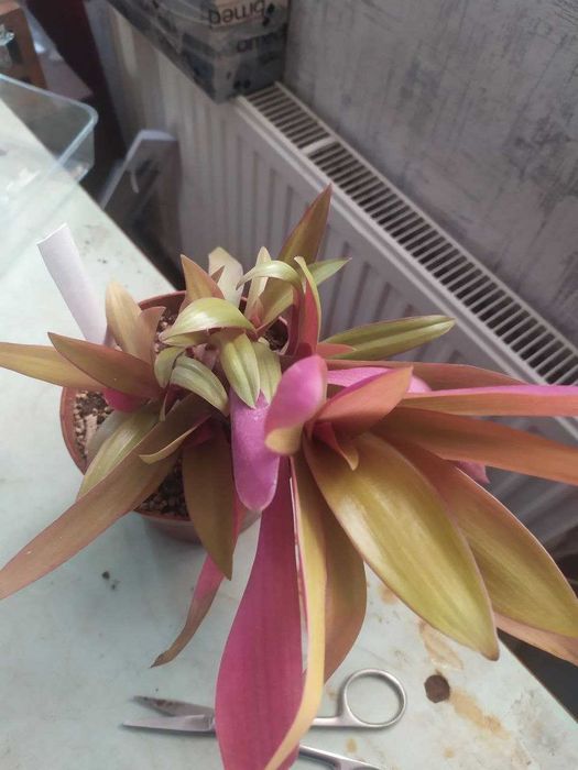 продам традесканции