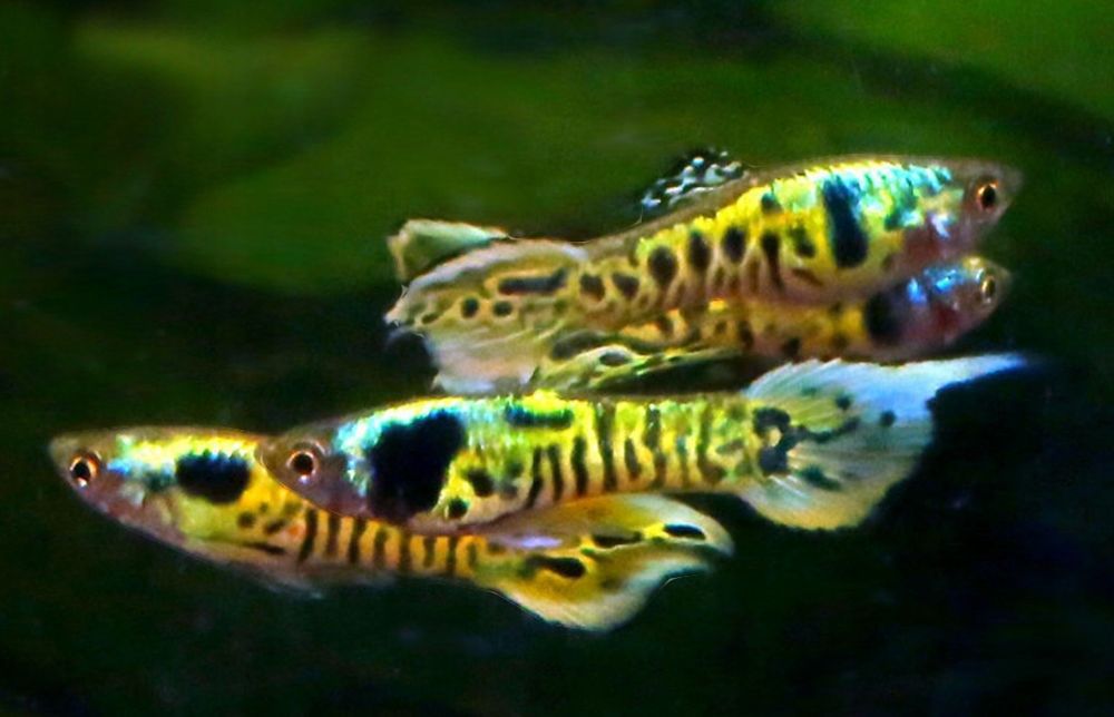 Rybki ryby, gupiki endlera,  tiger, gupik