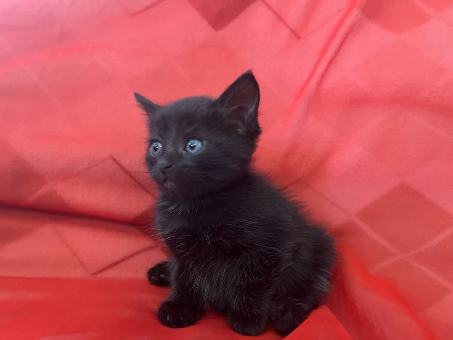 Маленький котенок мальчик в добрые руки