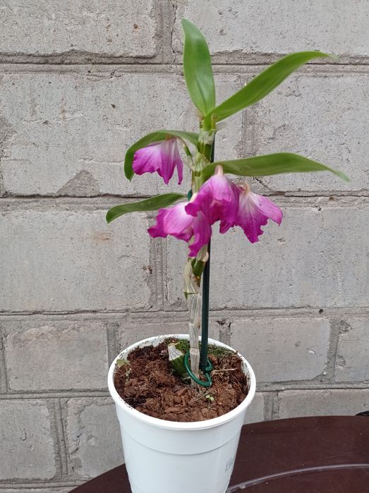 Орхидея Дендробиум Нобиле.