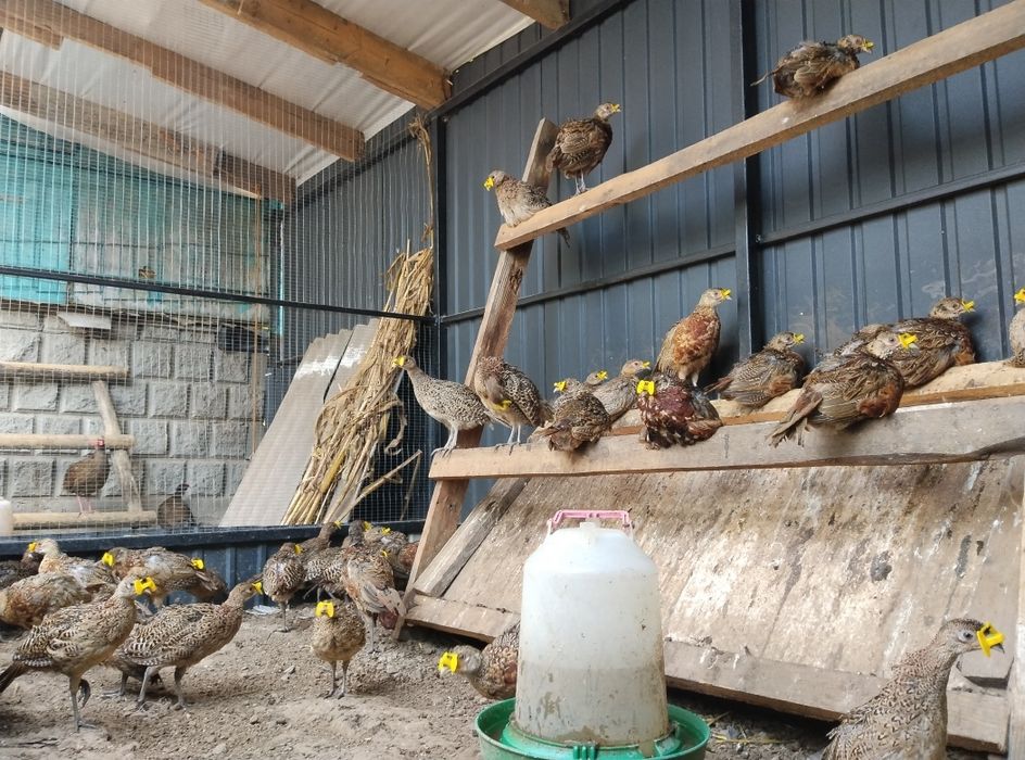 Фазан мисливський румунський