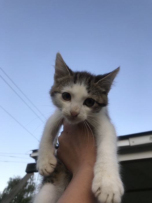 Відам кота даром