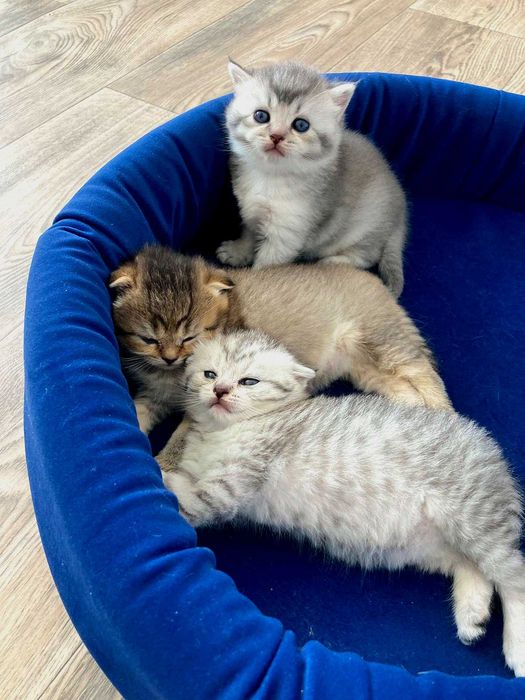 Шотландські кошенята