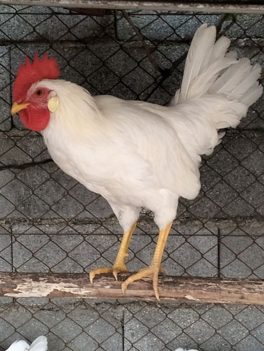 Cede se Galo lygorne